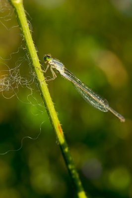 Damselfly