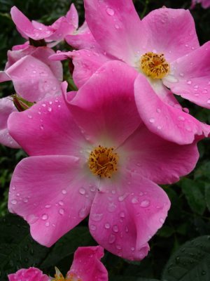 Rainy Day Rose