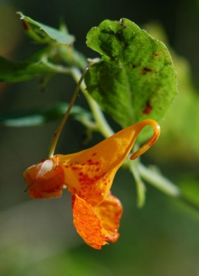 Jewelweed