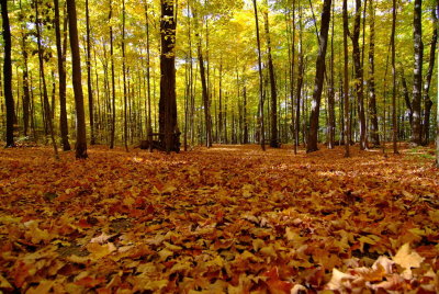 Carpet of Leaves