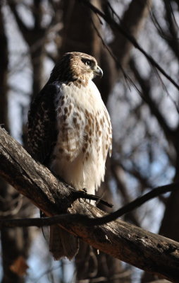 Hawk