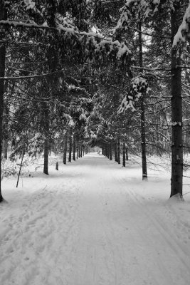 Sheppards Bush Path