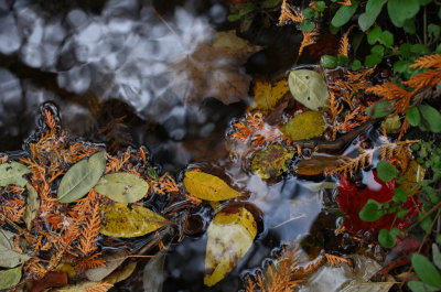 Leaves in the Stream
