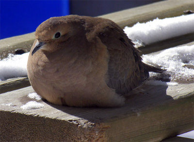 Dove
