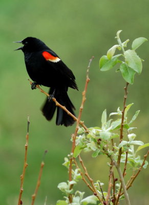 Blackbird