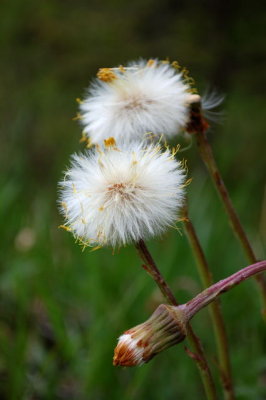 Dandelions