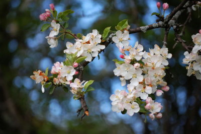 Blossoms