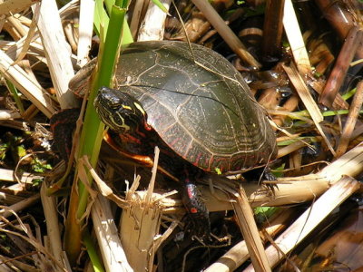 Painted Turtle