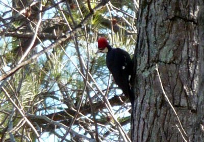 woodpecker 3 web.jpg