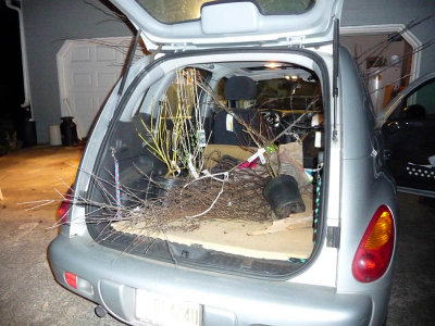 car-trees.jpg