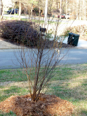 river birch.jpg