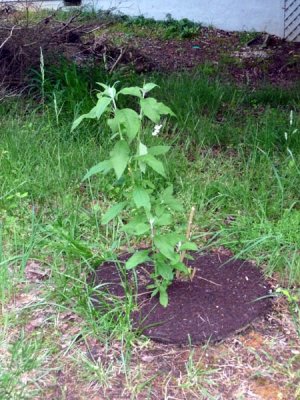 buddleia weyeriana.jpg