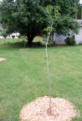 dogwood 6.jpg