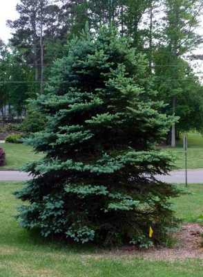 new growth.jpg
