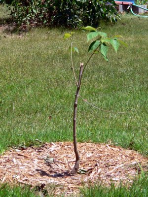 broken dogwood.jpg