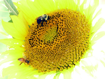 sunflower bees.jpg
