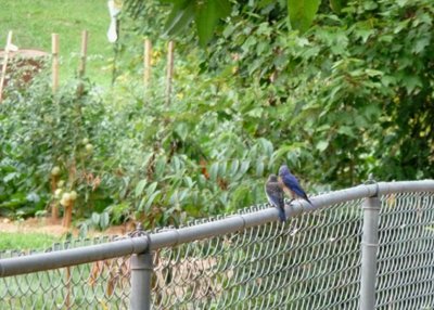 bluebirds discussing garden.jpg