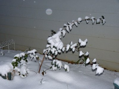 snowy camellia.JPG
