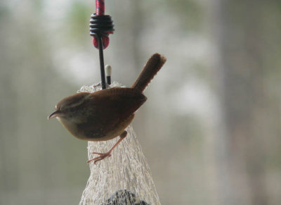 wren 1.jpg