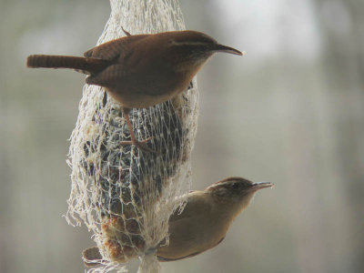 2 wrens.jpg