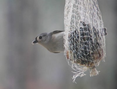 titmouse.jpg