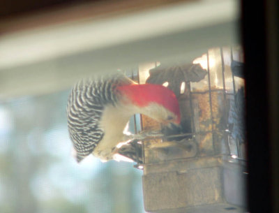 woodpecker.jpg