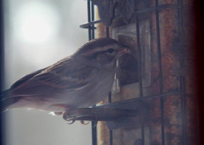 sparrow 3.jpg