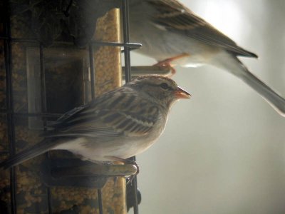 sparrow 2.jpg