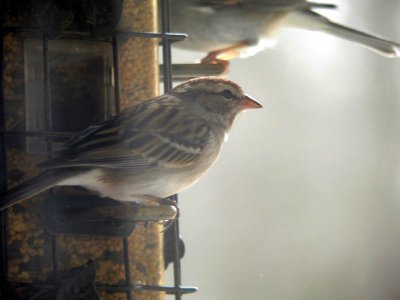 sparrow 1.jpg