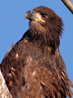 Fledgling 100 percent crop