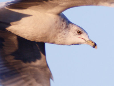 100% crop