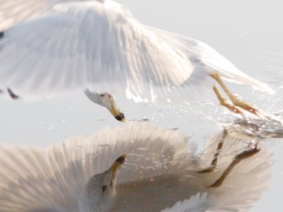 100% crop