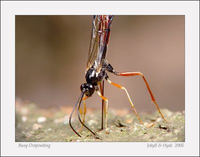 Busy Ovipositing