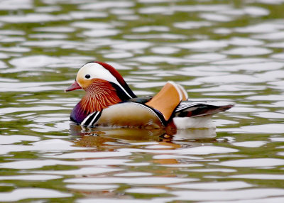 Mandarin IMG_9870_Edit