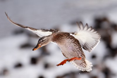 Landing_Large