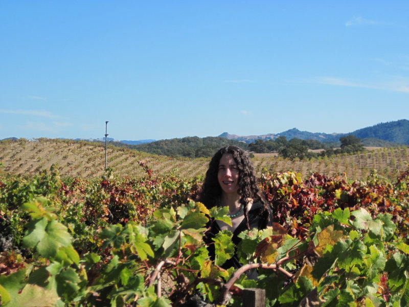 Ridge - Lytton Springs Vineyard