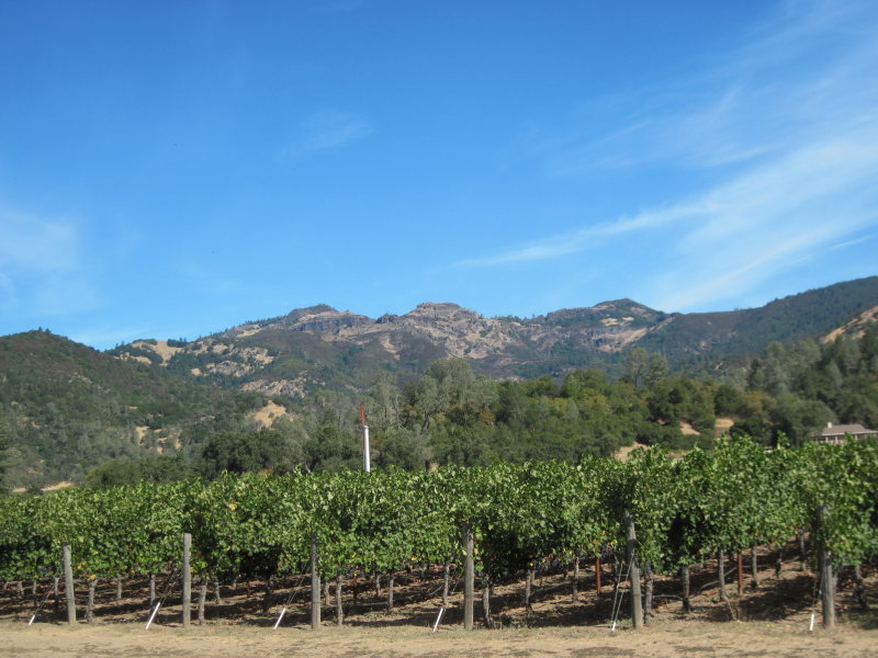 Morning bike ride, Napa