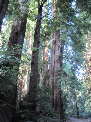 Giant Redwoods at Muir