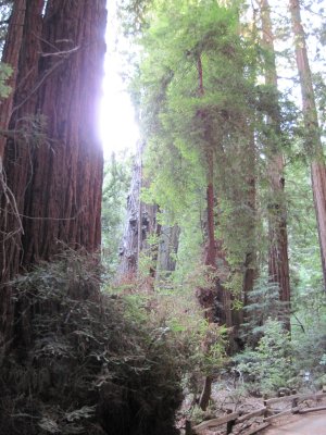 Giant Redwoods at Muir