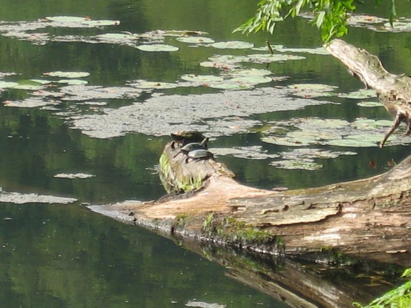 Turtles at Beaver Spring Lake