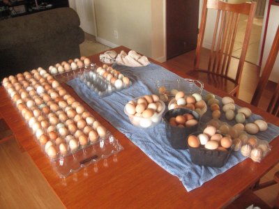 Our eggs, this is about 2 weeks worth, they really started laying a lot this spring. More than a dozen a day
