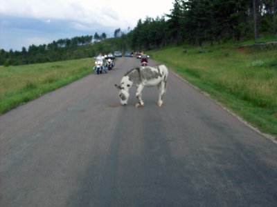 sturgis2010131.jpg