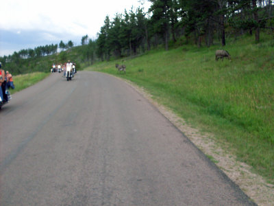 sturgis2010132.jpg