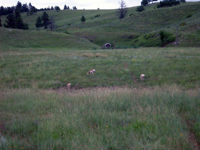 sturgis2010138.jpg