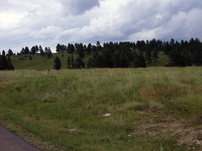 sturgis2010139.jpg