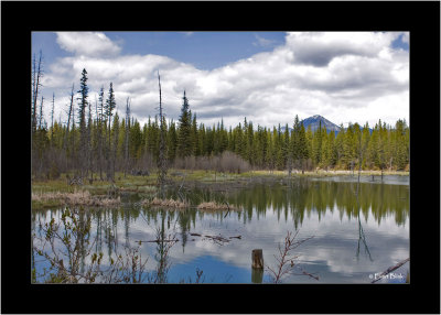 20090521_100_8944_Dead-Trees-in-Yoho.jpg