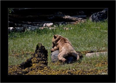 A Teddy-Bear's Picnic