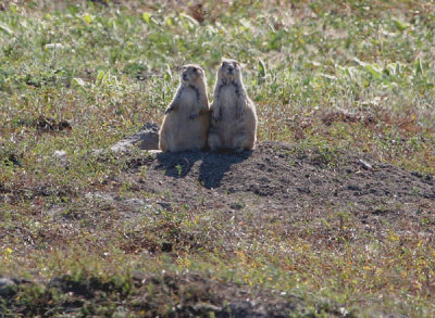 prarie dogs