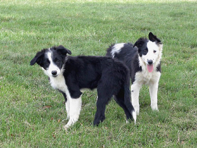 Gabe and Lou 15 weeks old