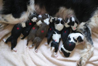 Rook x Meg2  pups (few hours old)